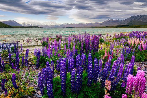 This November 2021 image shows a stormy day at Lake Tekapo, Aotearoa New Zealand. Blooming lupins line the lakeshore. Some of the flowers are blurred because of winds that also whip up the turquoise-coloured waters of the lake. The snowcapped Te Tiritiri-o-te-moana Southern Alps are in the left background, while Mount Gerald is in the right background.