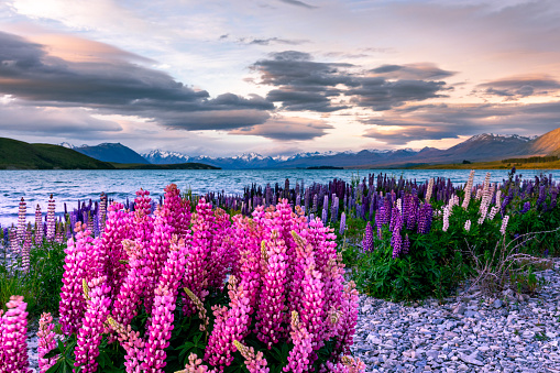 This November 2021 sunset photo shows a stormy day at Lake Tekapo, Aotearoa New Zealand. Blooming lupins line the lakeshore. Some of the flowers are blurred because of winds that also whip up the turquoise-coloured waters of the lake. The snowcapped Te Tiritiri-o-te-moana Southern Alps are in the background. The sunset lights up the storm clouds providing a dramatic sky.