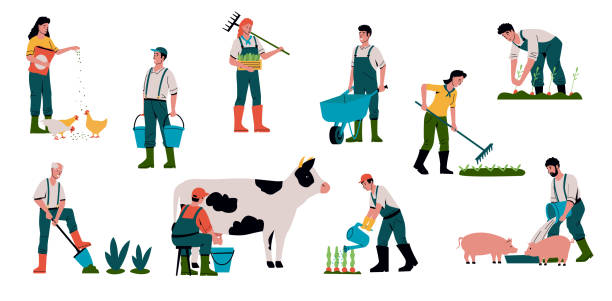 illustrazioni stock, clip art, cartoni animati e icone di tendenza di agricoltura e allevamento di animali. gli agricoltori di cartoni animati lavorano sul campo. le persone nutrono il bestiame o la mucca da latte. i giardinieri vendono colture e si prendono cura delle piante. bioalimento. set di lavoratori agricoli vettoria - farm animal cartoon cow