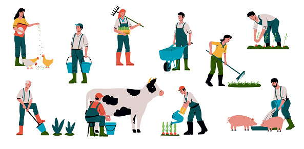 Agriculture and animal farm. Cartoon farmers work in field. People feed livestock or milk domestic cow. Gardeners sell crops and take care of plants. Organic food concept. Vector farmland workers set