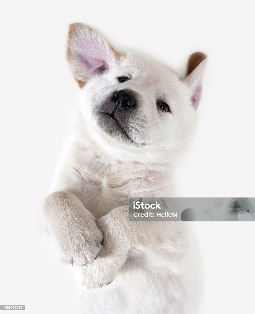 子犬犬のゴールドレトリバー - イヌ科のロイヤリティフリーストックフォト