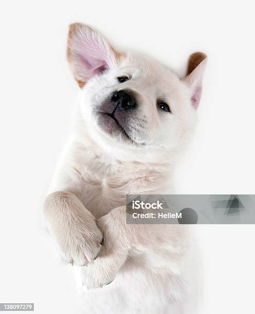 子犬犬のゴールドレトリバー - イヌ科のストックフォトや画像を多数ご用意 - イヌ科, スタジオ撮影, ペット