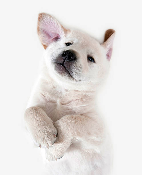 istock Dog - Golden Retriever Puppy 138097279