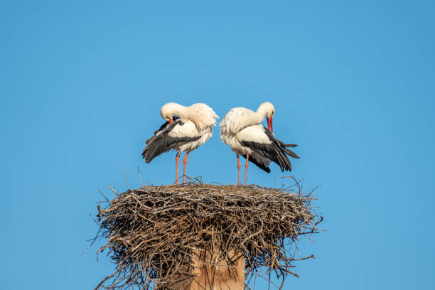istock White stork (Ciconia ciconia) couple in love parade in spring. 1380974115