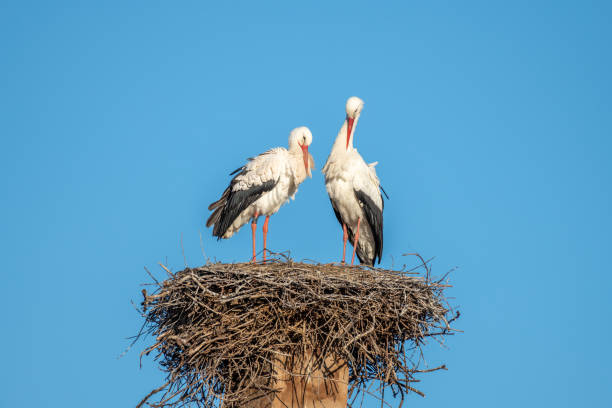 istock White stork (Ciconia ciconia) couple in love parade in spring. 1380974118