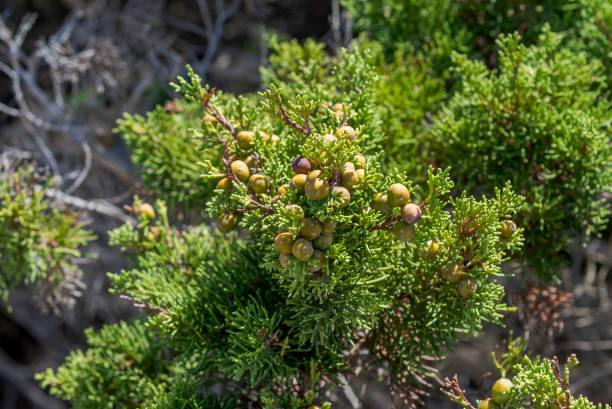 genévrier phoenicean, juniperus phoenicea - baie partie dune plante photos et images de collection