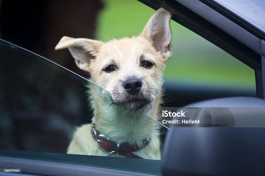 Jovem cão no Carro - Royalty-free Carro Foto de stock
