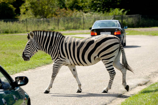 istock Zebra is crossing road among cars 1380976980