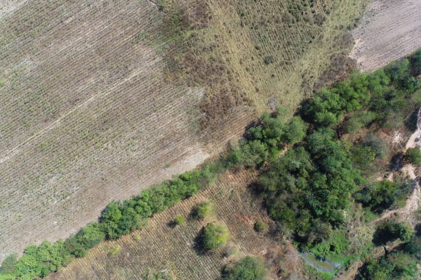 Aerial view of summer field grassland