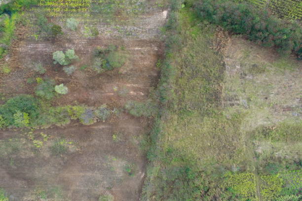 Aerial view of summer field grassland