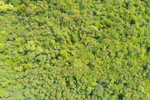 istock Aerial view of summer field grassland 1380978019