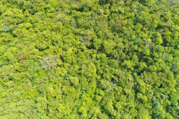 istock Aerial view of summer field grassland 1380978031