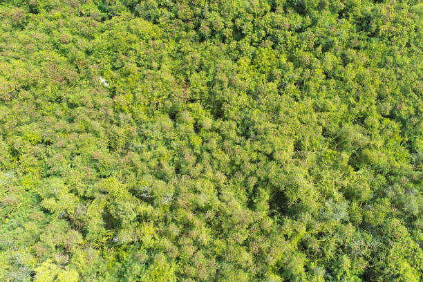 istock Aerial view of summer field grassland 1380978043