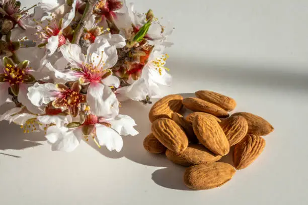 From plant to food concept: Beautiful delicate almond blossom flower with buds. Natural growth to brown seed stacks. Roasted dried nuts to marzipan prepared on white background. Almond pieces for banners, headers, advertisement poster. Backdrop for traditional Ramadan religious, Makar Sankranti festival celebration card