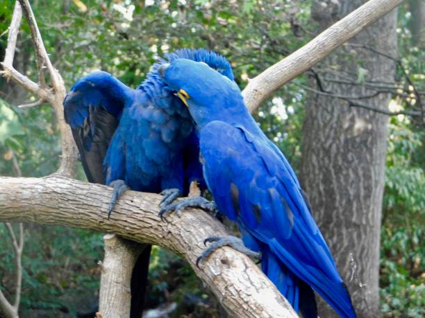 istock Nashville zoo pics 1380982098