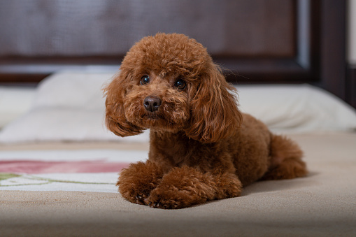 Toy poodle on the bed looking camera