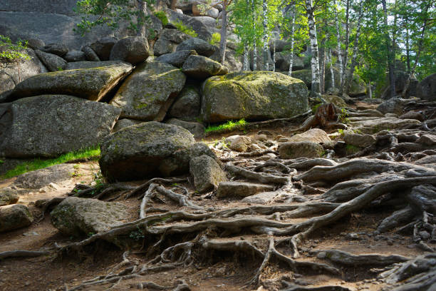 pietre e radici di alberi sul terreno. primo piano di montagna. sfondo di rocce con spazio per il design - close up wilderness area national park non urban scene foto e immagini stock