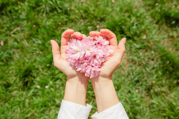 pink sakura flowers in woman hand close up crop