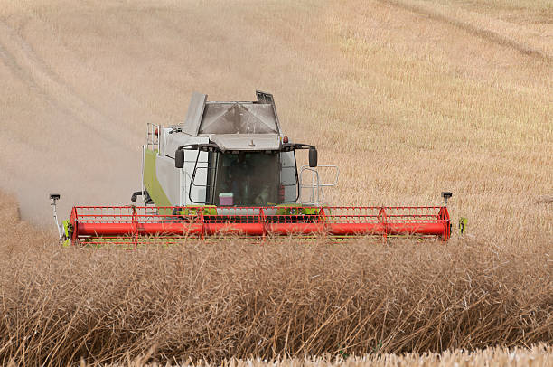 Harvest time - combine at canola field in Sweden Harvest time - combine at canola field in Sweden threshing stock pictures, royalty-free photos & images