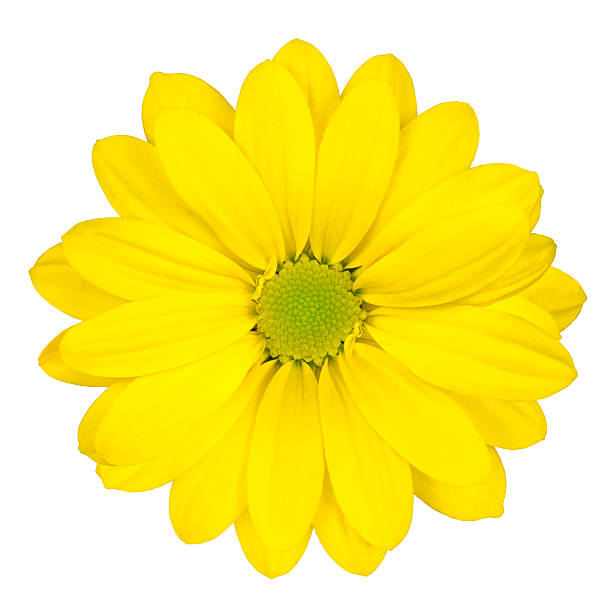 istock Yellow Daisy Flower with Green Center Isolated 138098732