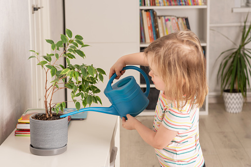 Child watering home plant with blue watering can. The environmental trend and prioritize our planet