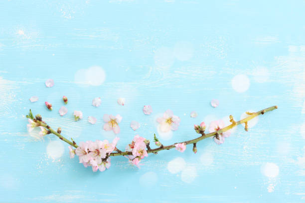 istock image of spring white cherry blossoms tree over blue wooden background. vintage filtered image 1380991114