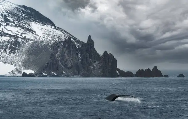 Photo of Humpback wahles on tzhe waters near  Yankee Harbour landing, Greenwich Island, South Shetland Islands, Antarctica.