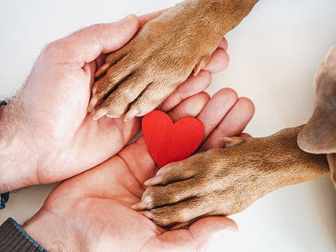 Male hands holding dog paws. Close-up, indoors, view from above. Day light. Pet care concept