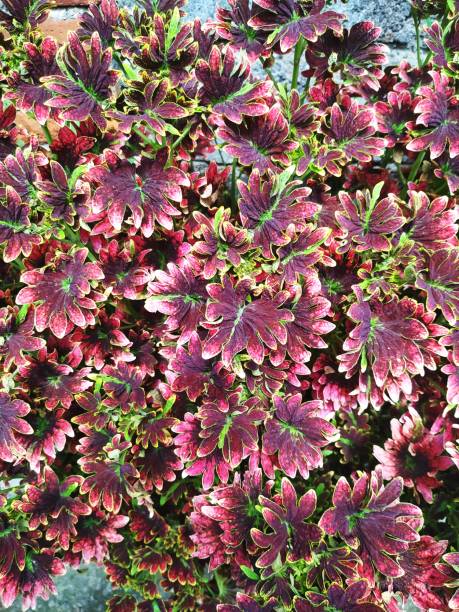 istock Colorful tropical coleus plants with scalloped leaves 1381005019