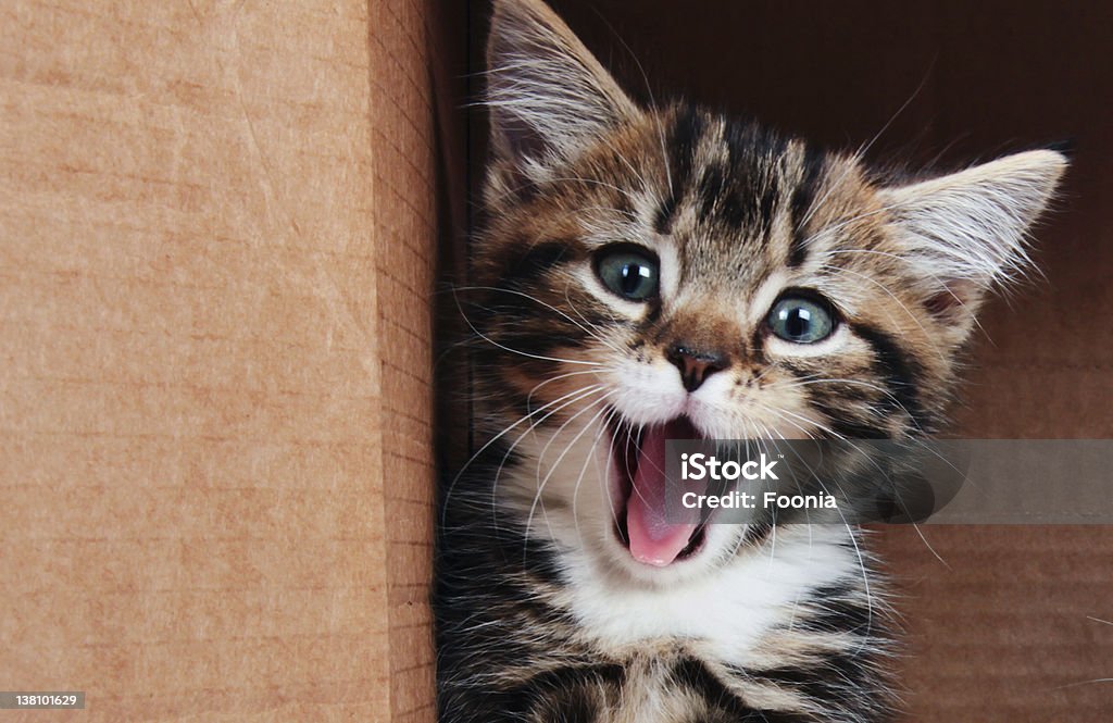 Mascota Sonriendo - Foto de stock de Gato doméstico libre de derechos