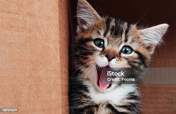 Mascota Sonriendo Foto de stock y más banco de imágenes de Gato doméstico - Gato doméstico, Sonreír, Gatito