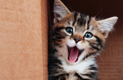 a 6 week old tabby kitten sitting in a cardboard box and yawning but it really looks like a happy smile