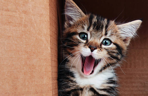 Kitten smiling a 6 week old tabby kitten sitting in a cardboard box and yawning but it really looks like a happy smile tongue photos stock pictures, royalty-free photos & images
