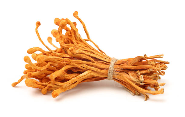 suszone cordyceps militaris grzyb - cordyceps zdjęcia i obrazy z banku zdjęć