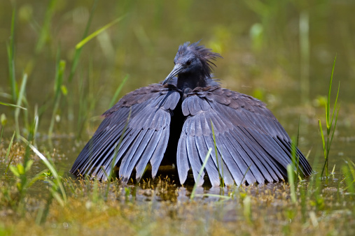 Black heron wading in shallow water with open wings; Egretta ardesiaca