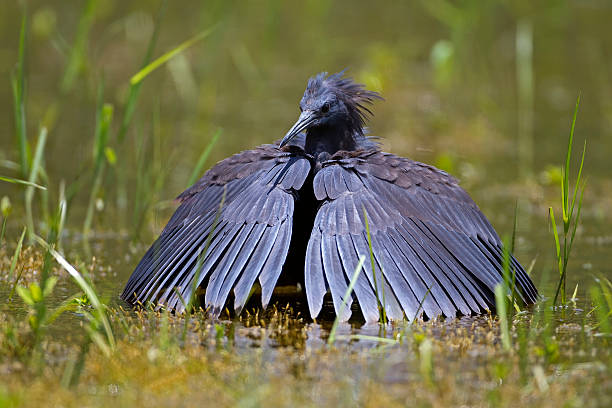 Black heron stock photo