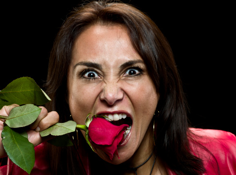 jealous hispanic woman biting a rose on black background (this picture has been taken with a Hasselblad H3D II 31 megapixels camera)