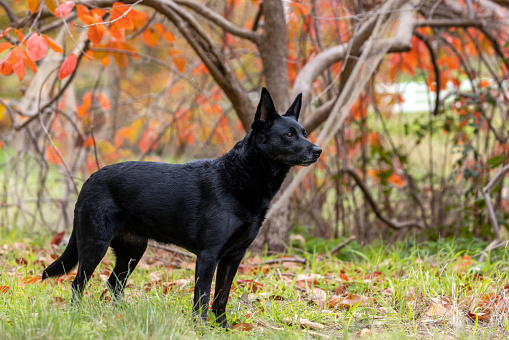 A purebred black Australian Kelpie standing in a paddock with Autumn leaves behind.