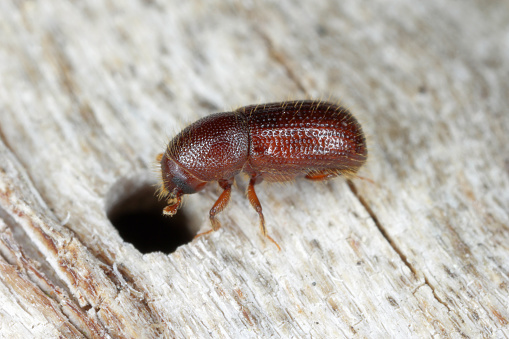 Bark beetle (Dryocoetes hectographus) on wood.