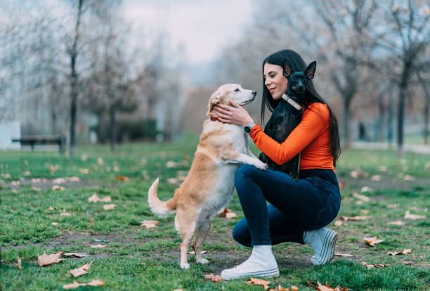 Young woman tenderly caresses her two dogs. stock photo