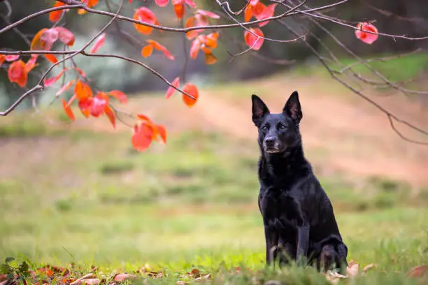 An alert purebred black Australian Kelpie sitting in a paddock with Autumn leaves behind.