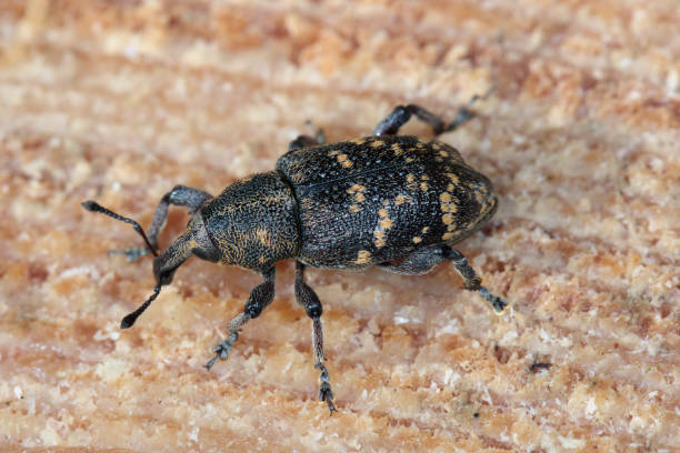 istock Snout beetle (Hylobius abietis) sitting on pine wood, macro photo. 1381043901