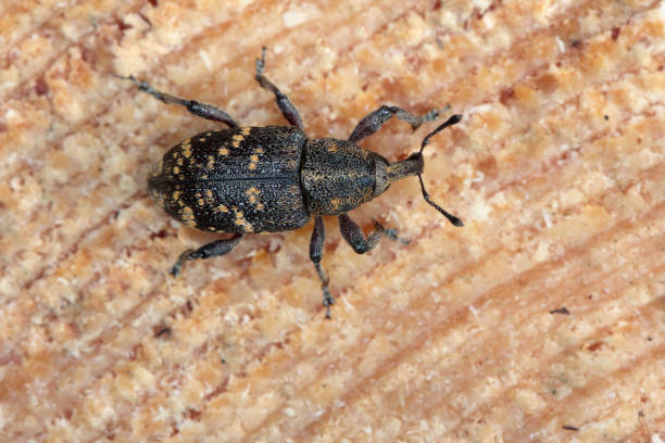 istock Snout beetle (Hylobius abietis) sitting on pine wood, macro photo. 1381043903