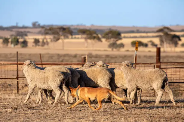 A cream Australian Kelpie herding a group of sheep in outback Australia in the late afternoon light.