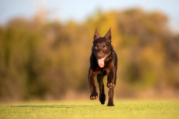 istock Australian Kelpie Puppy Galloping 1381049148