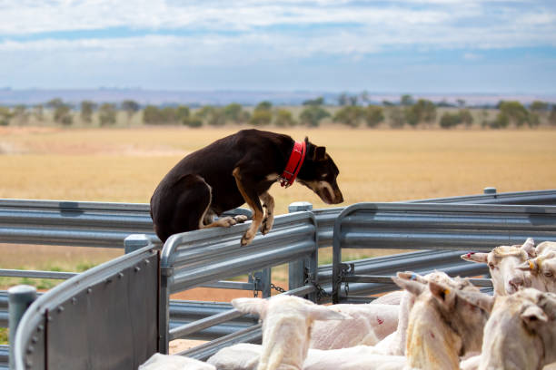 Australian Kelpie Working Sheep stock photo