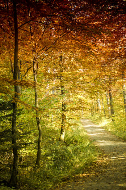 istock fantastic colors in the sunny autumn forest 1381065118