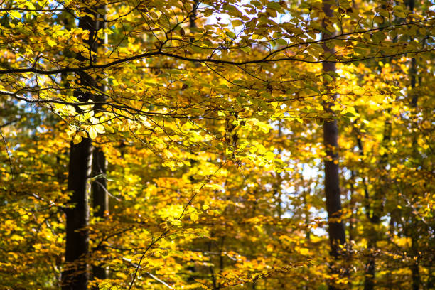 Aperture 4.5, exposure time 1/250 sec., ISO 200, focal length 100 mm UV filter, sun hood, bright autumn leaves,