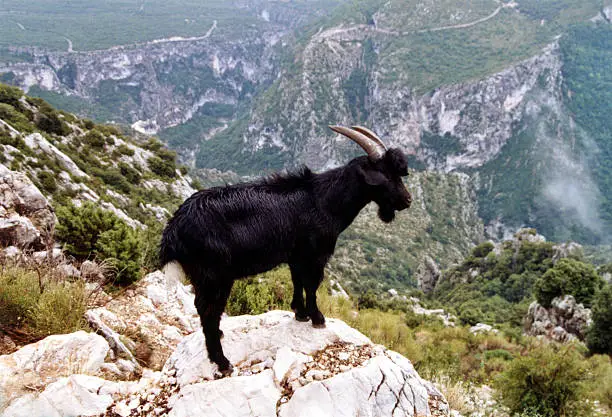 Wild goat looking abyss from a cliff.