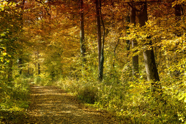 Aperture 8, exposure time 1/60 sec., ISO 200, focal length 100 mm UV filter, sun hood, bright autumn leaves,